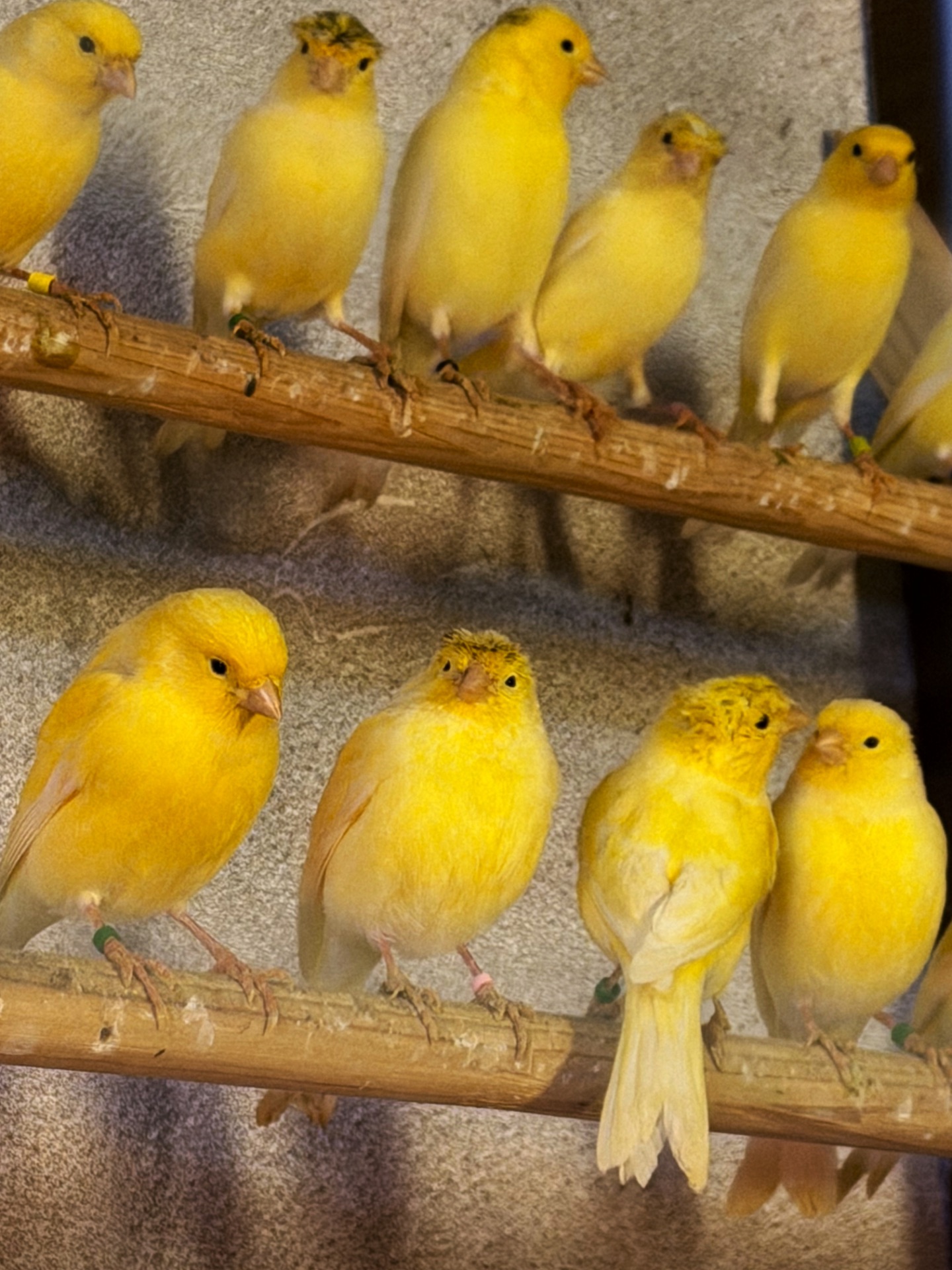 Канарейки овсяного напева