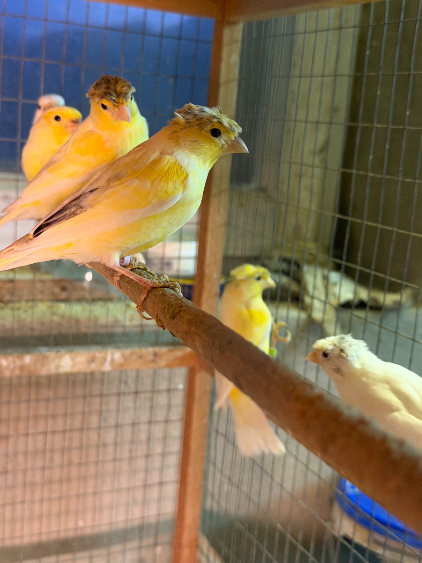 Канарейки овсяного напева