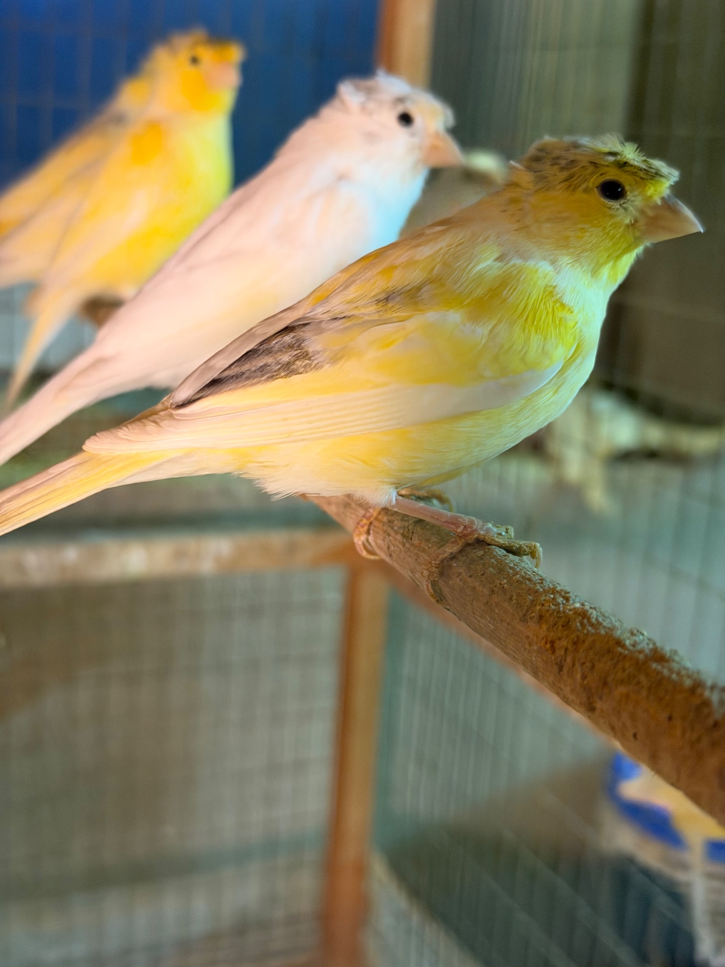 Канарейки овсяного напева