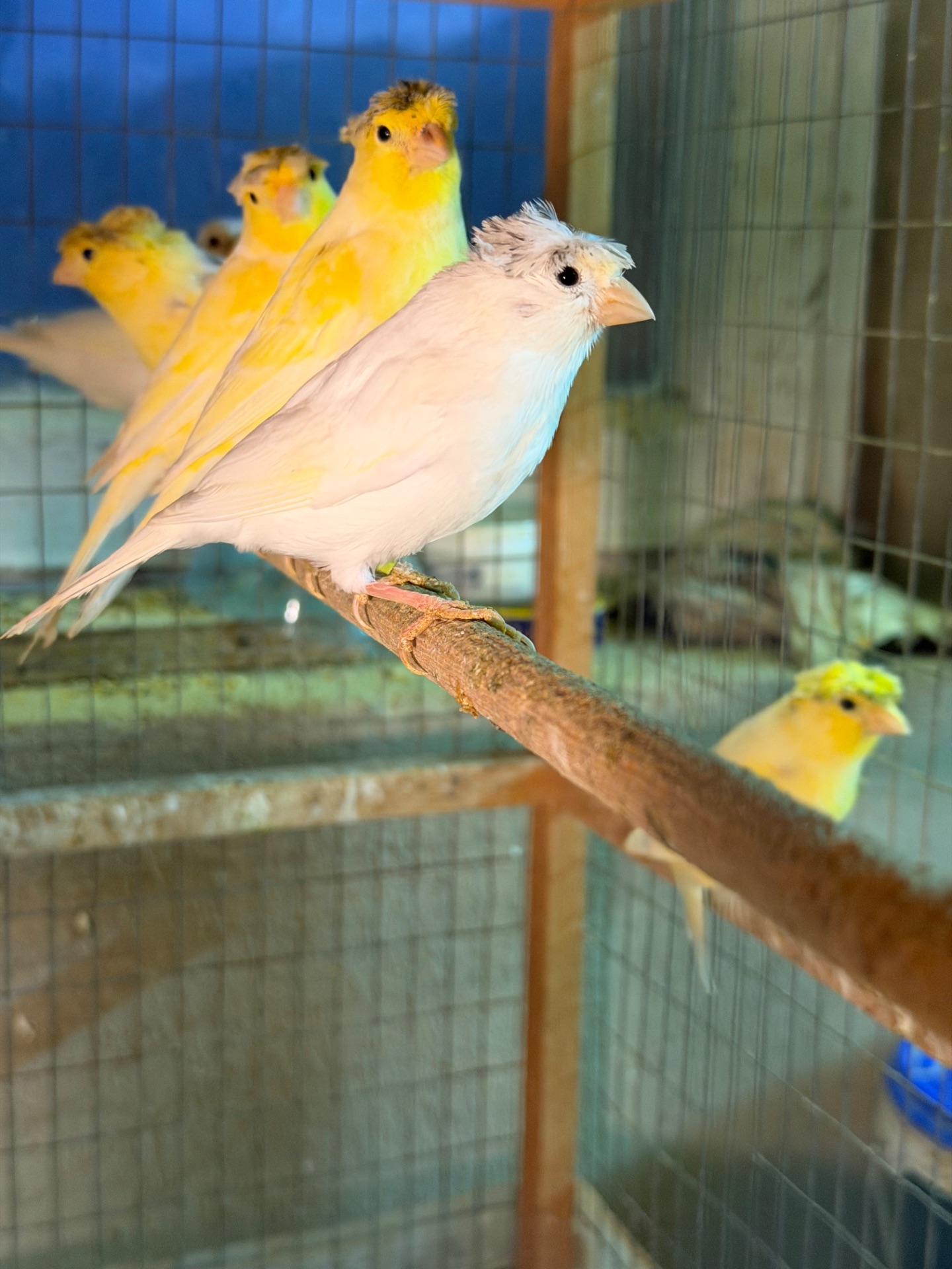 Канарейки овсяного напева