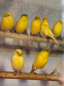 Канарейки овсяного напева