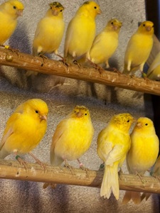 Канарейки овсяного напева