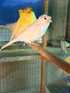 Канарейки овсяного напева