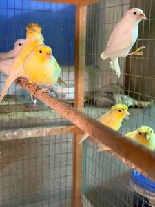 Канарейки овсяного напева