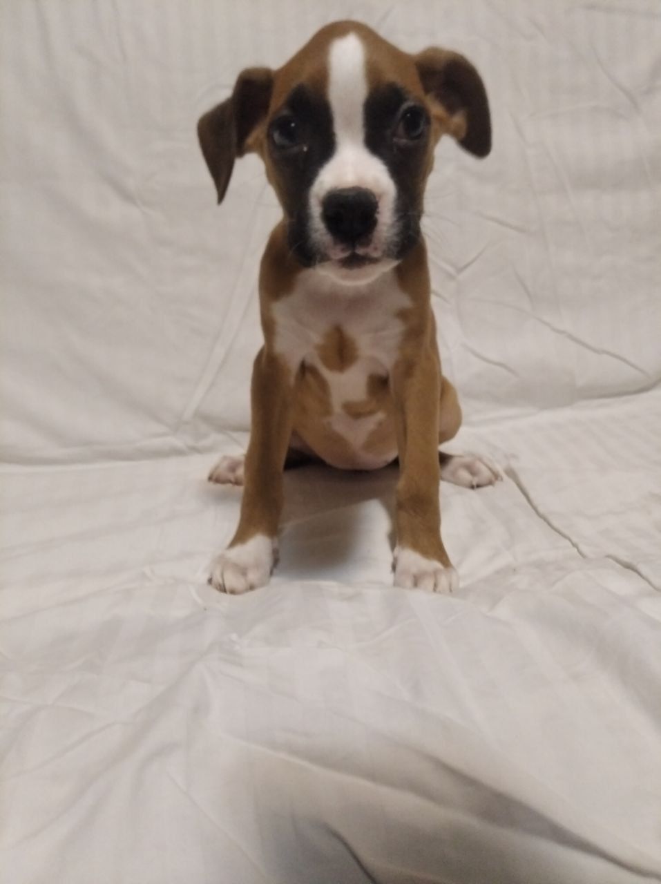 Цуценята Боксера