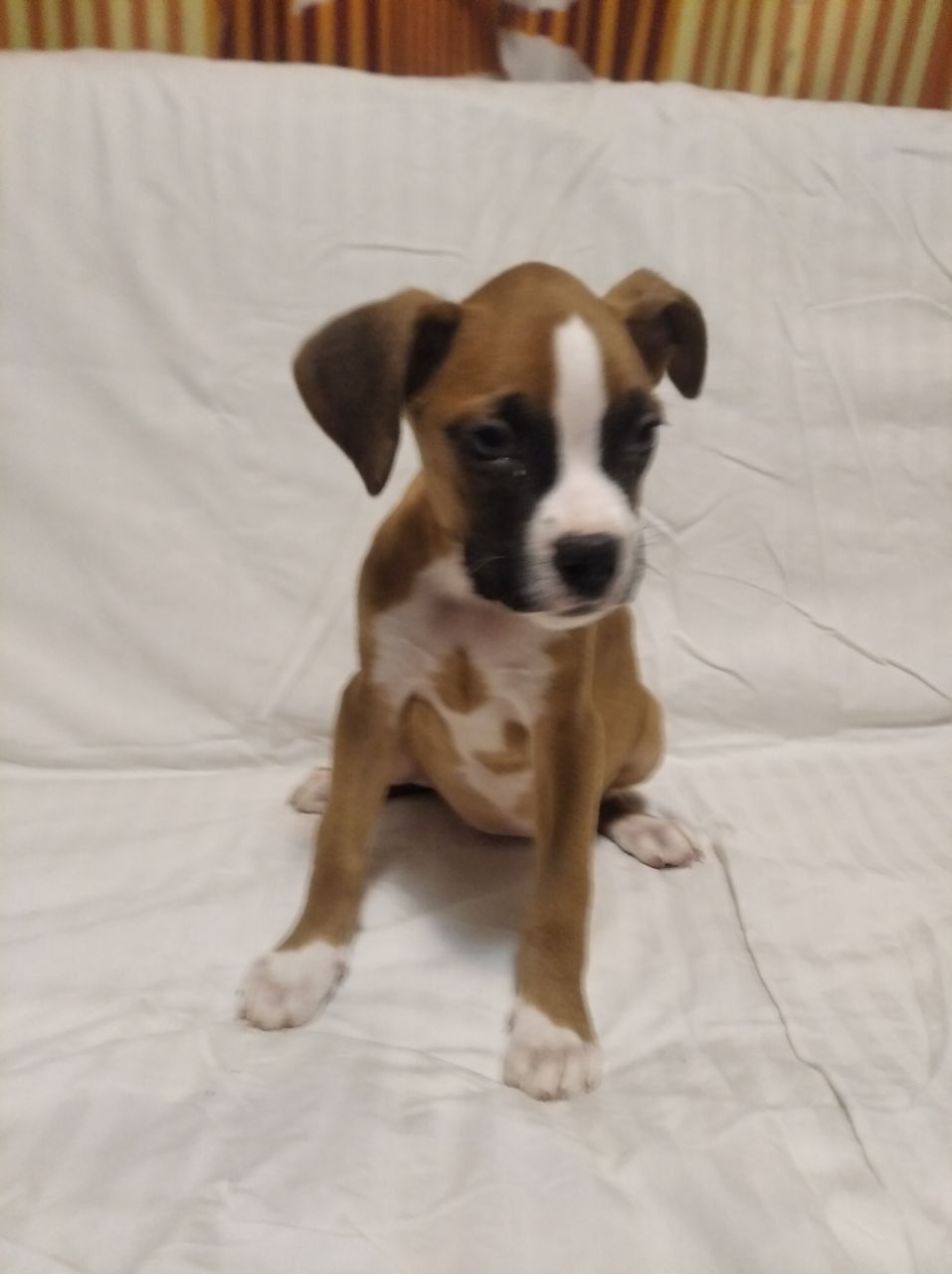 Цуценята Боксера