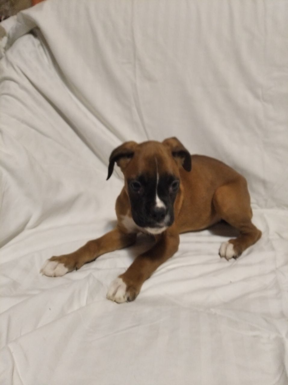 Цуценята Боксера