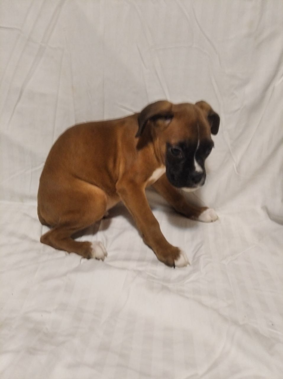 Цуценята Боксера