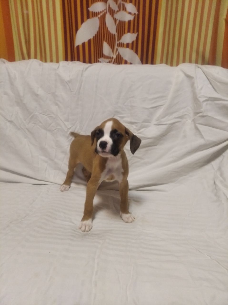 Цуценята Боксера