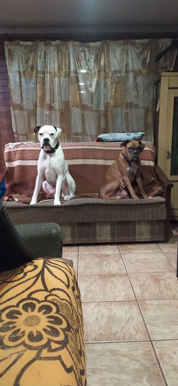 Цуценята Боксера