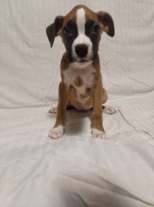 Цуценята Боксера