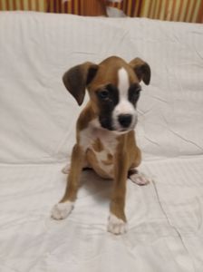 Цуценята Боксера