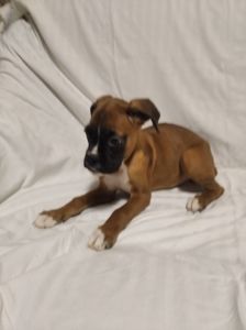 Цуценята Боксера