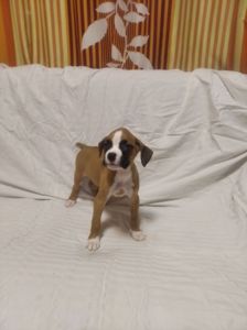 Цуценята Боксера