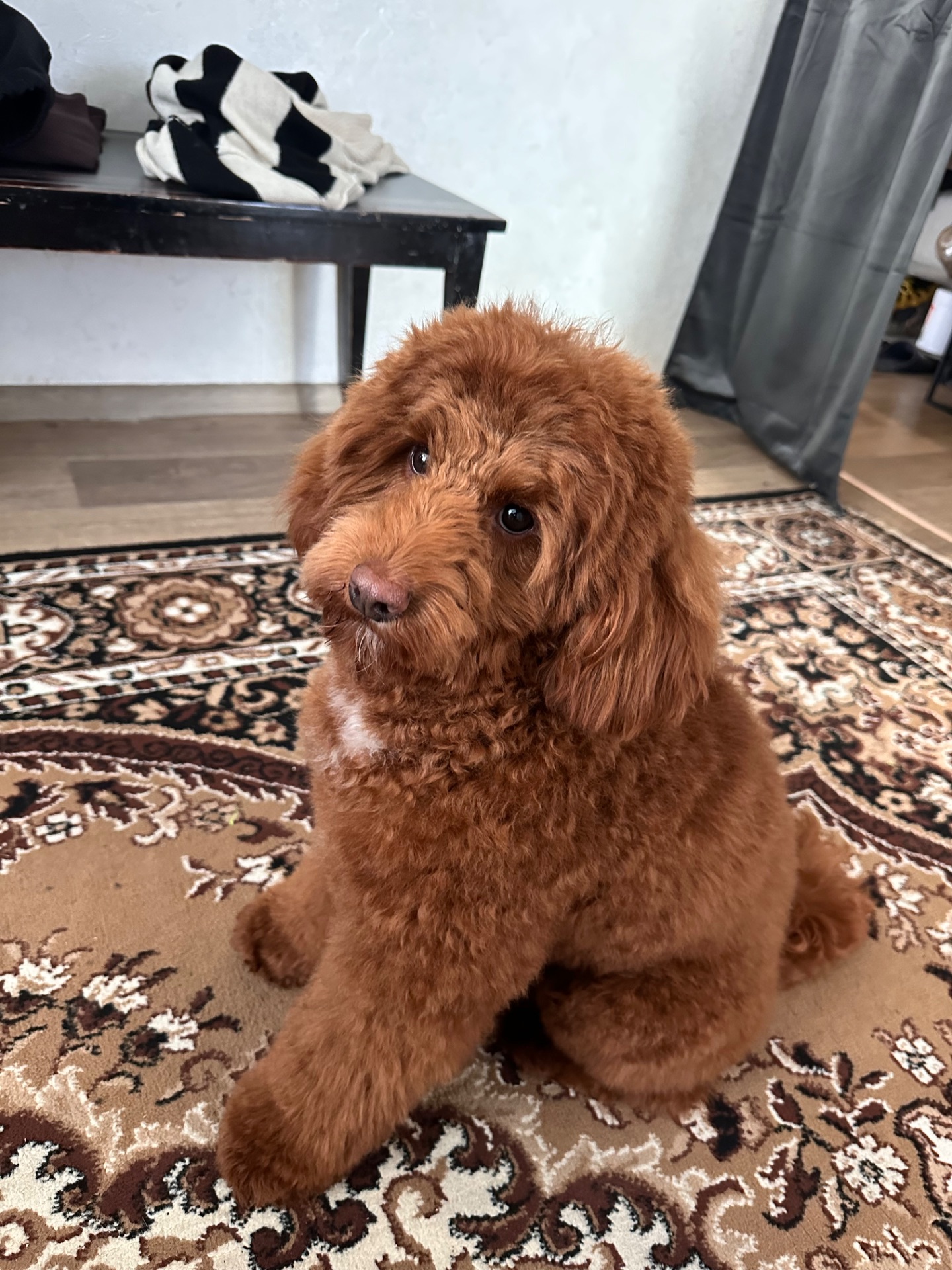 Шукаємо наречену