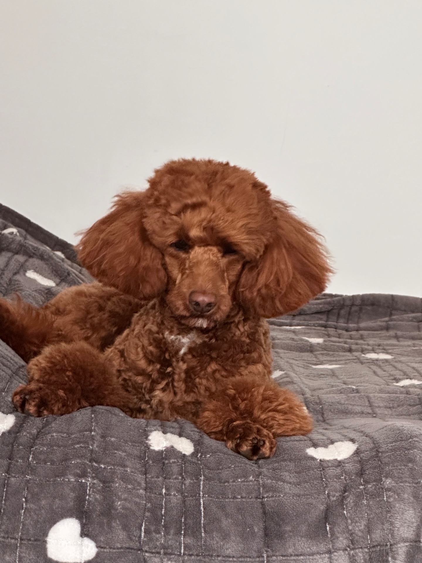 Шукаємо наречену