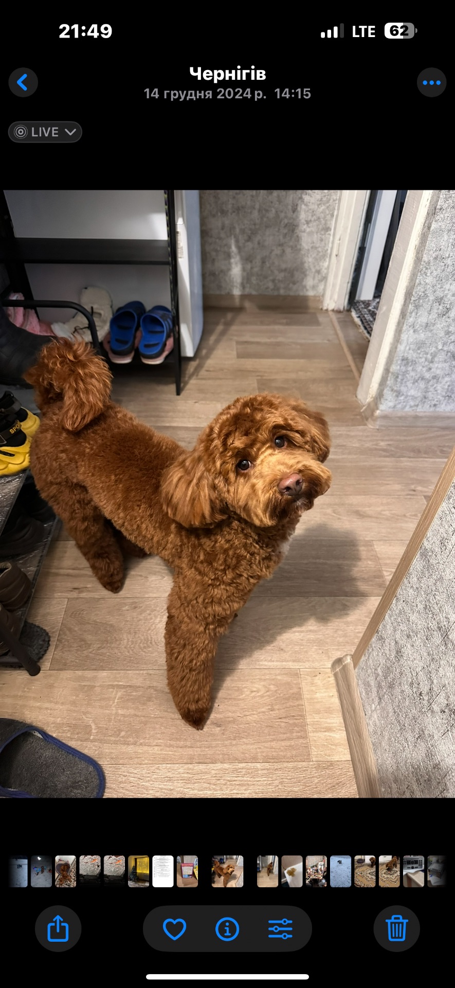 Шукаємо наречену