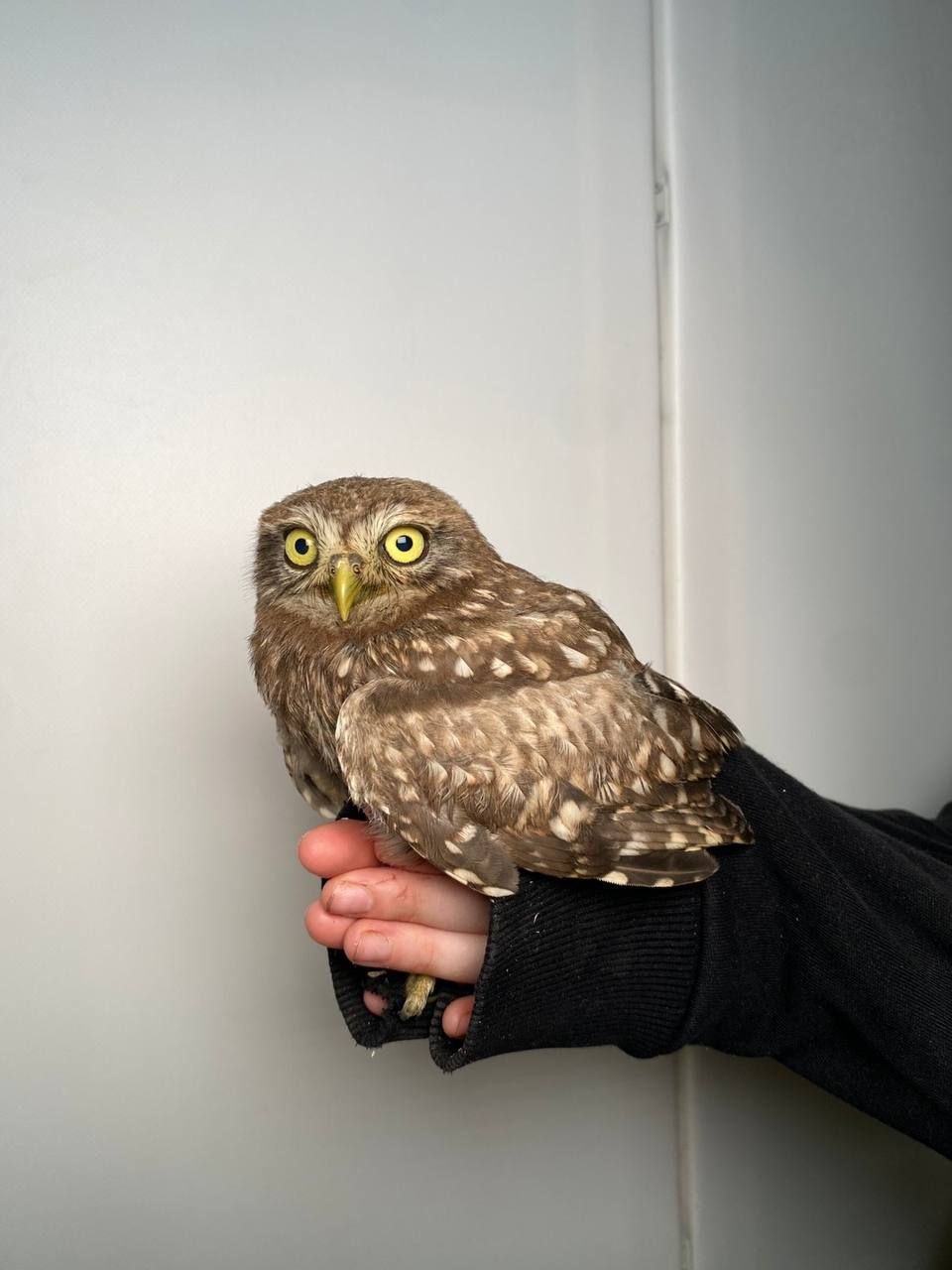Хатній сич, домашній сич, сова сич, маленька сова, ручний сич