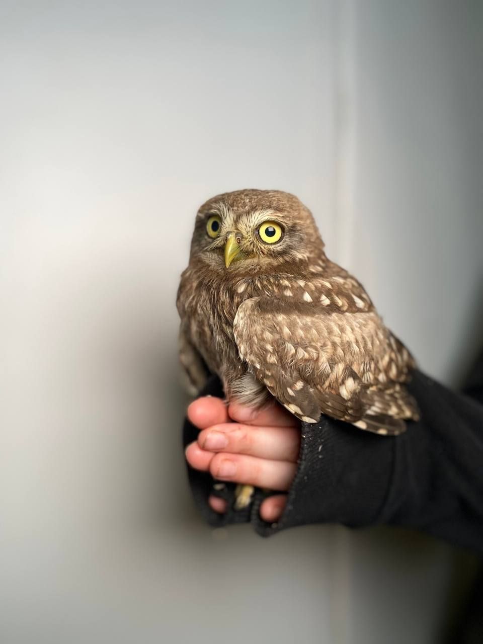 Хатній сич, домашній сич, сова сич, маленька сова, ручний сич