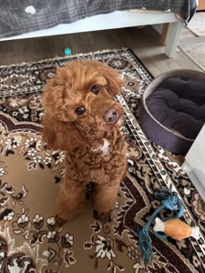 Шукаємо наречену