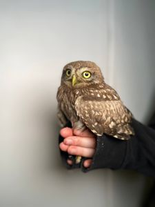 Хатній сич, домашній сич, сова сич, маленька сова, ручний сич