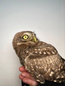 Хатній сич, домашній сич, сова сич, маленька сова, ручний сич