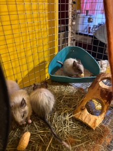 Білки дегу (хлопчики, білі)