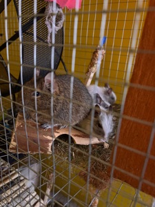 Білки дегу (хлопчики, білі)