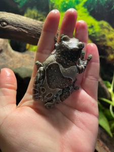 Жабовидная квакша