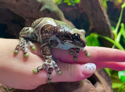 Жабовидная квакша