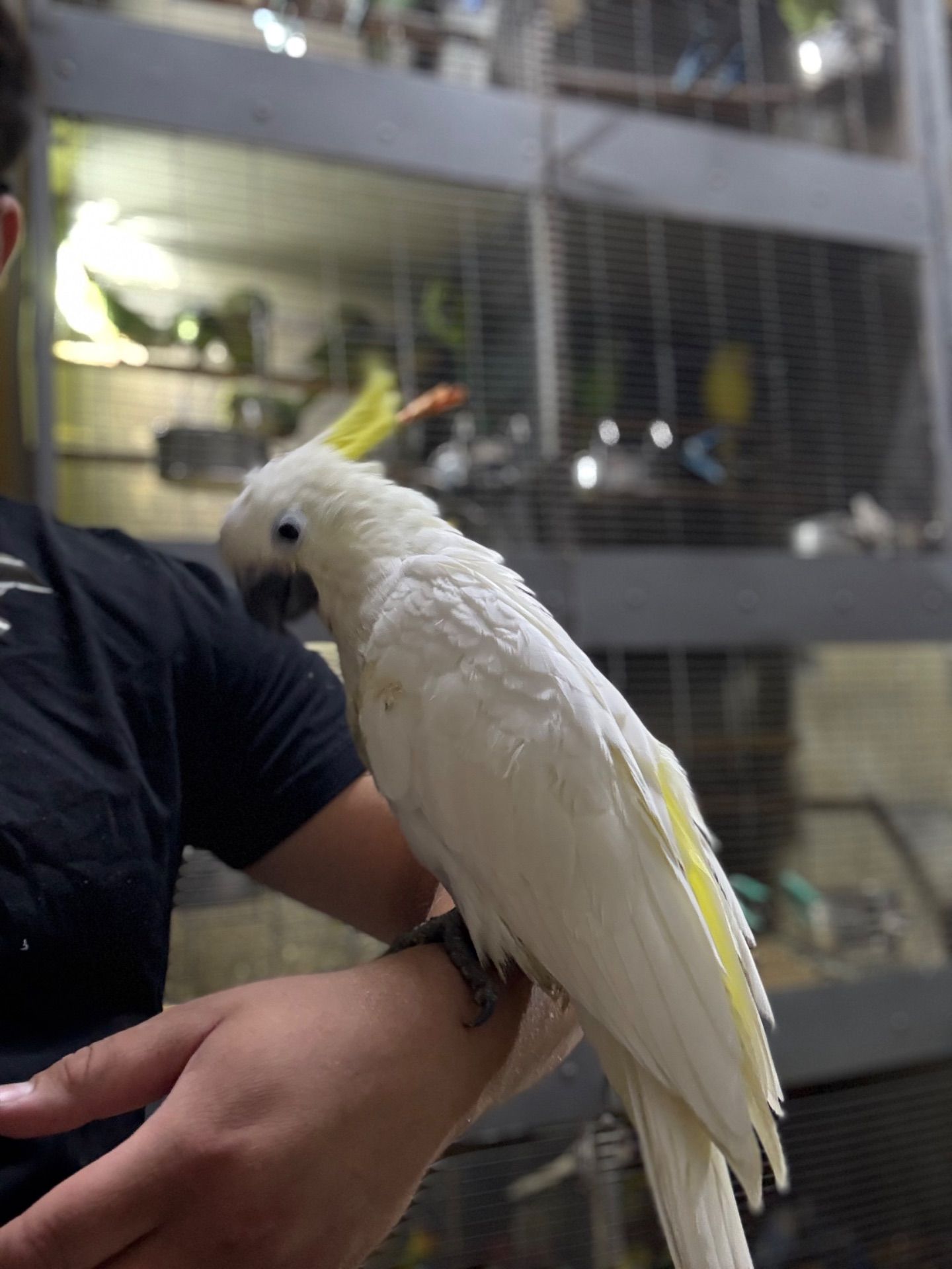 Большой желтохолый какаду, красивый