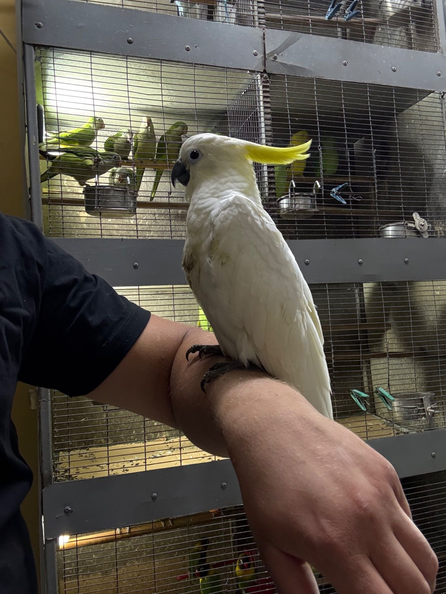 Большой желтохолый какаду, красивый