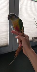 Попугаи пиррура молине