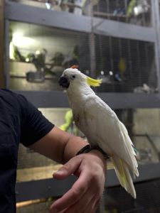 Большой желтохолый какаду, красивый