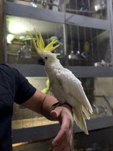 Большой желтохолый какаду, красивый