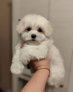 Хлопчики мальтезе