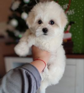 Хлопчики мальтезе