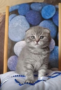 Чудове кошеня скоттіш фолд