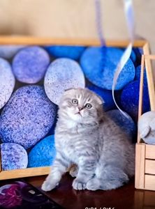 Чудове кошеня скоттіш фолд