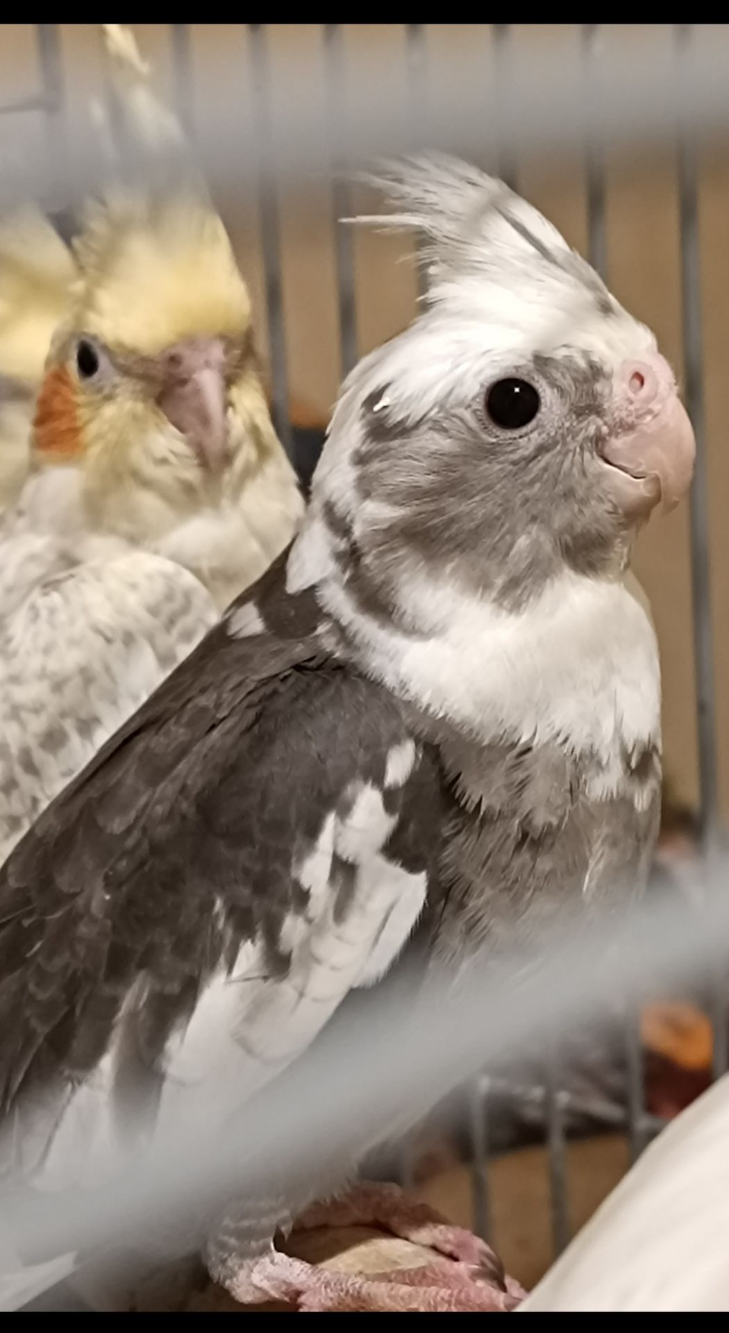 Домашние малыши 2 месяца