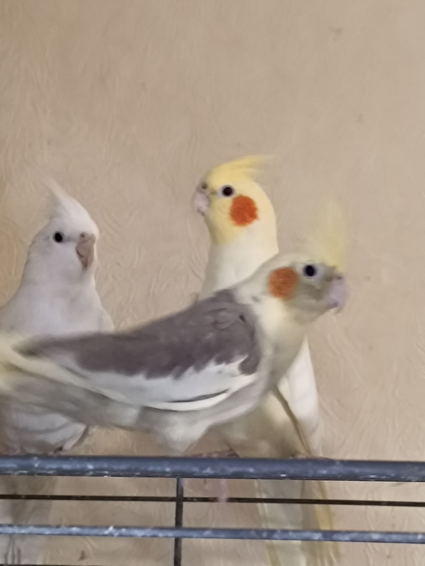 Домашние малыши 2 месяца