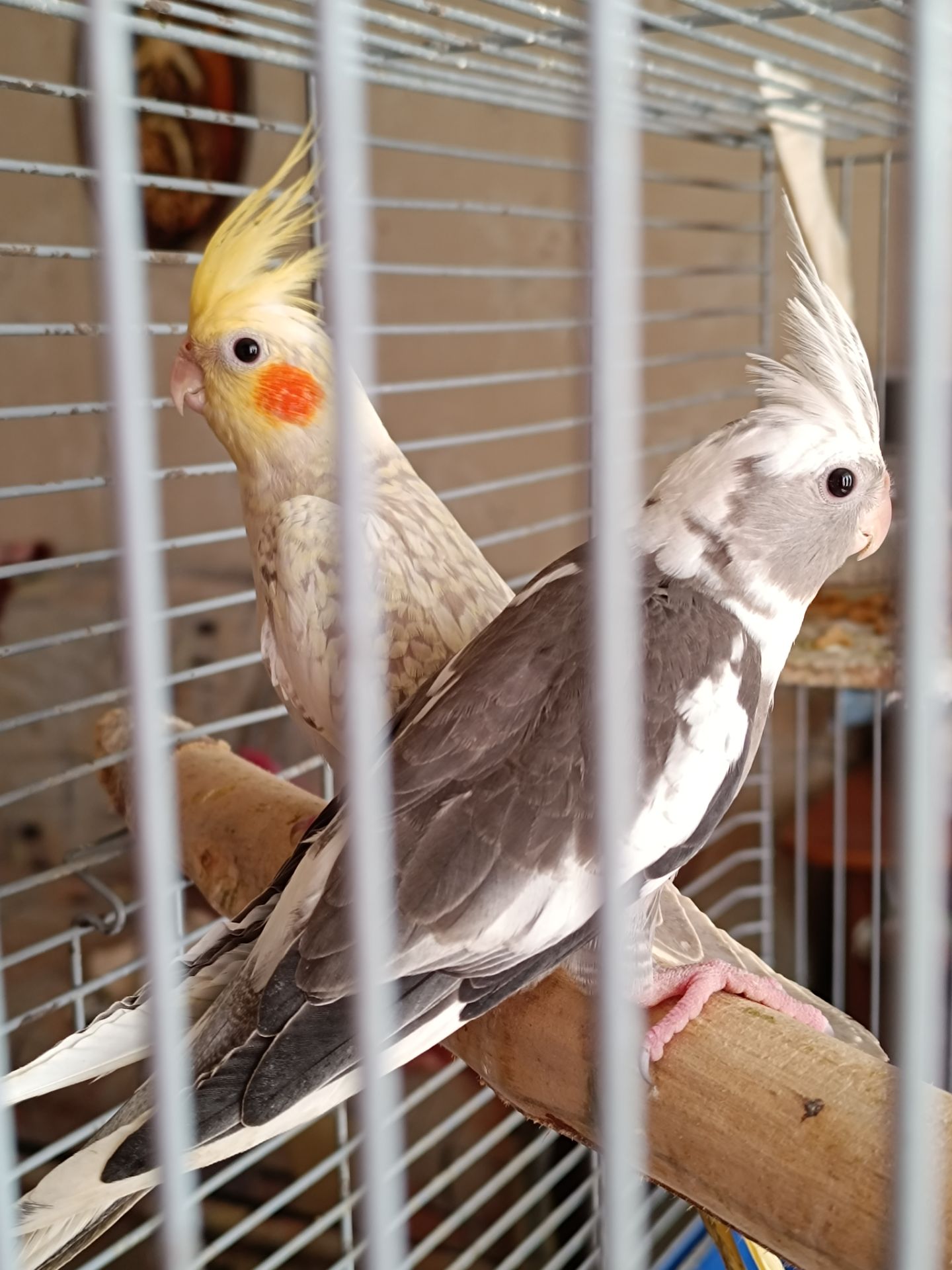 Домашние малыши 2 месяца