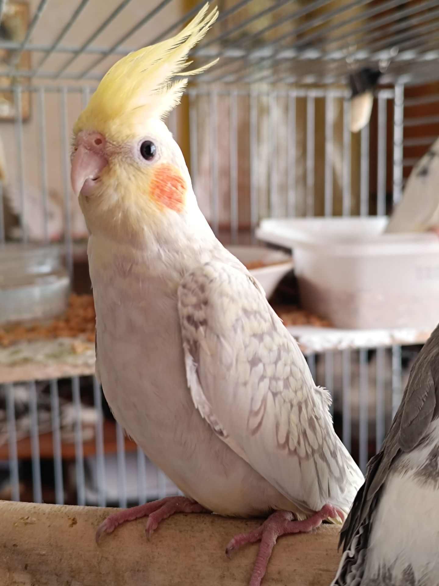 Домашние малыши 2 месяца