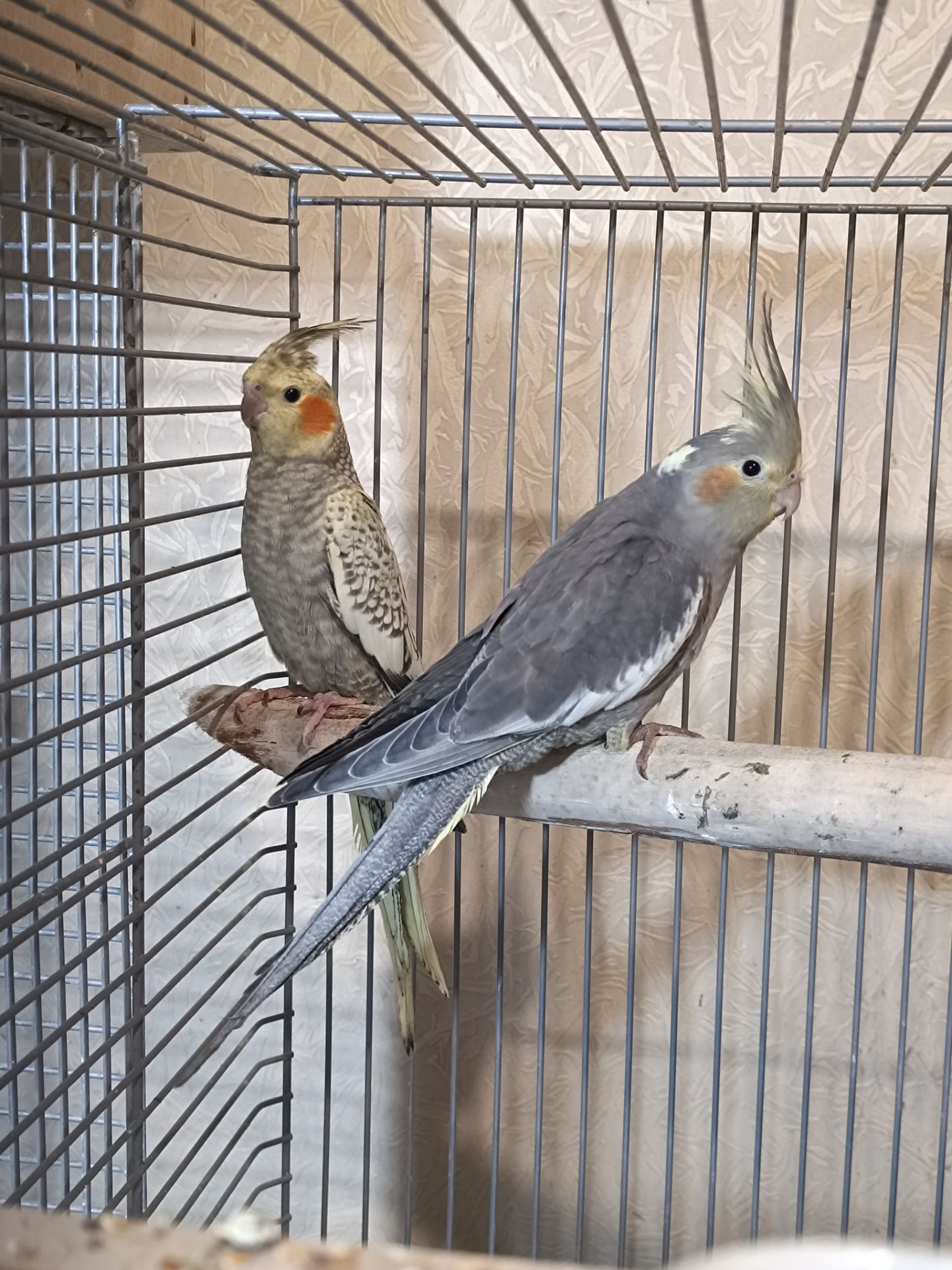 Домашние малыши 2 месяца