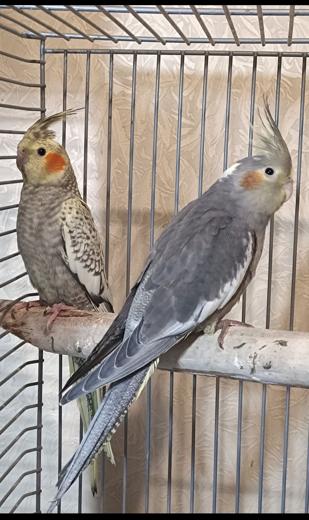 Домашние малыши 2 месяца