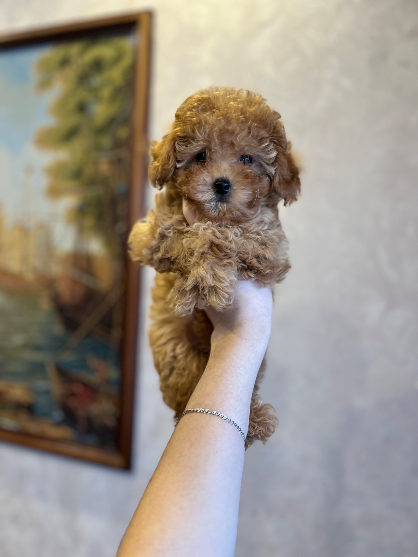 Дівчинка маленька той пудель