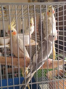 Домашние малыши 2 месяца