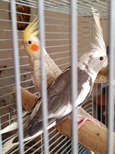 Домашние малыши 2 месяца