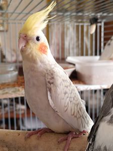 Домашние малыши 2 месяца