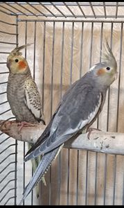 Домашние малыши 2 месяца